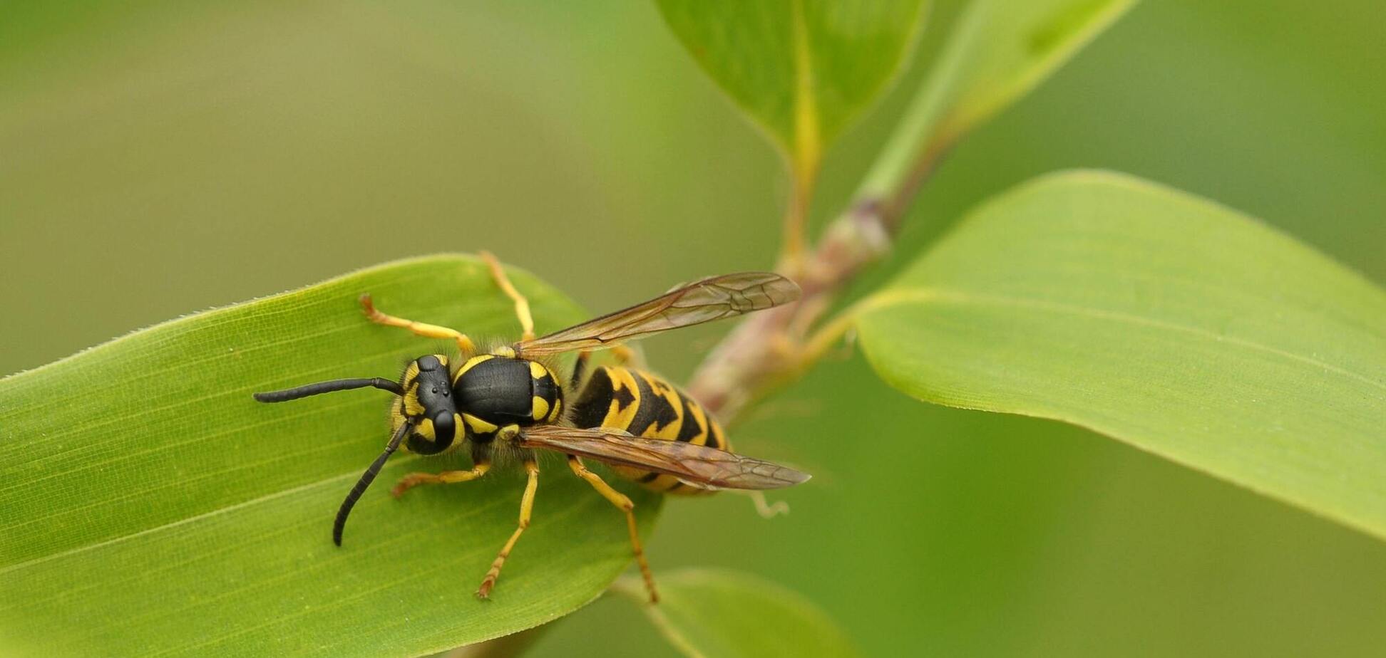 Як позбутися ос у своєму саду: цілком безпечний спосіб