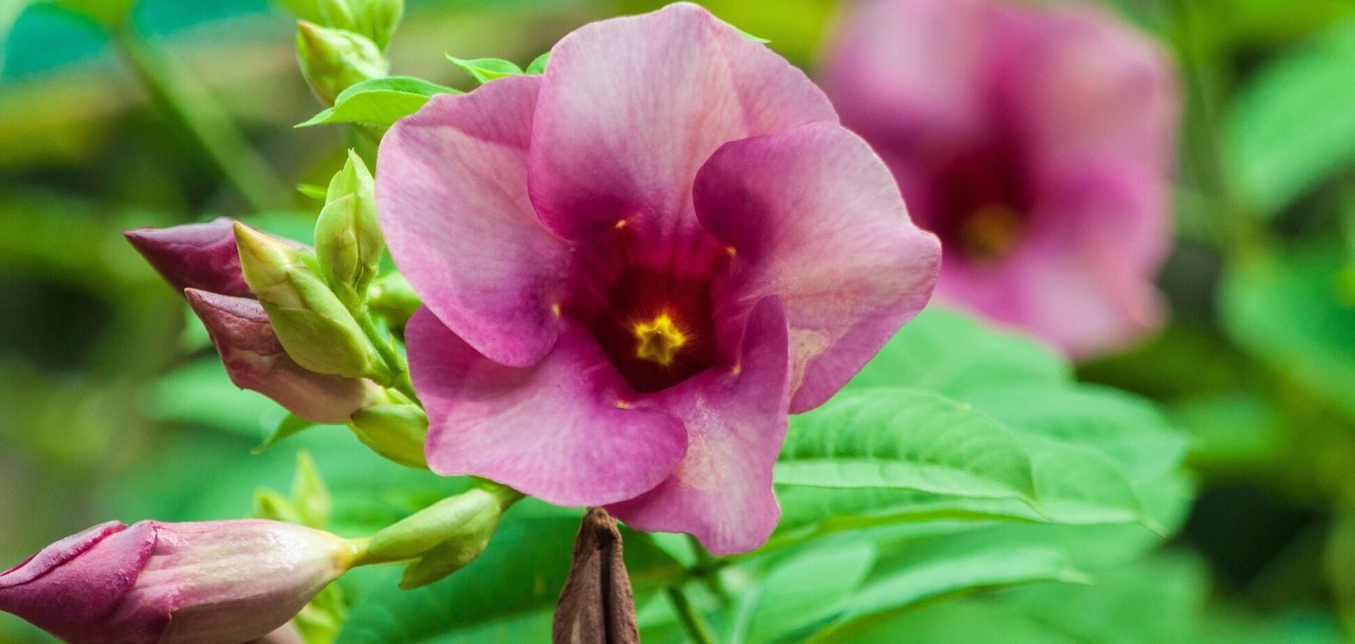 Такі ж яскраві, як герані, і цвітуть все літо: які квіти посадити у саду для буяння кольорів