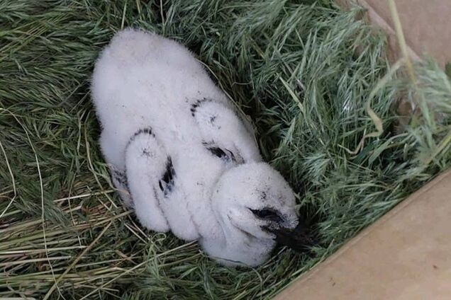 За ее судьбой следили тысячи людей: появились новые кадры с аистом Катей, которую Грицько выбросил из гнезда. Фото и видео