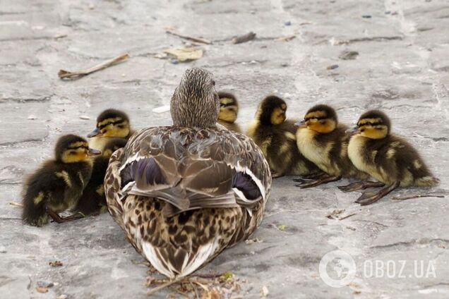 Переводила малышей через дорогу: под Киевом утка остановила движение авто. Видео