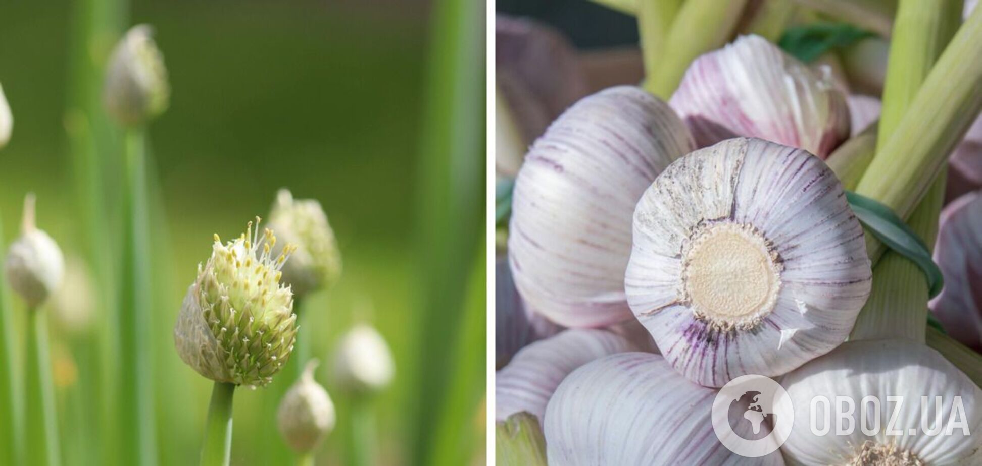 Як правильно доглядати за часником на городі у червні та скільки йому потрібно води