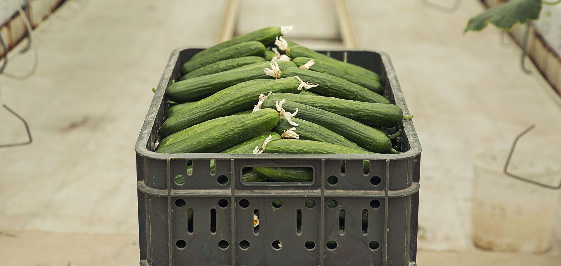 Ілюстрація - огірки в ящику на підлозі