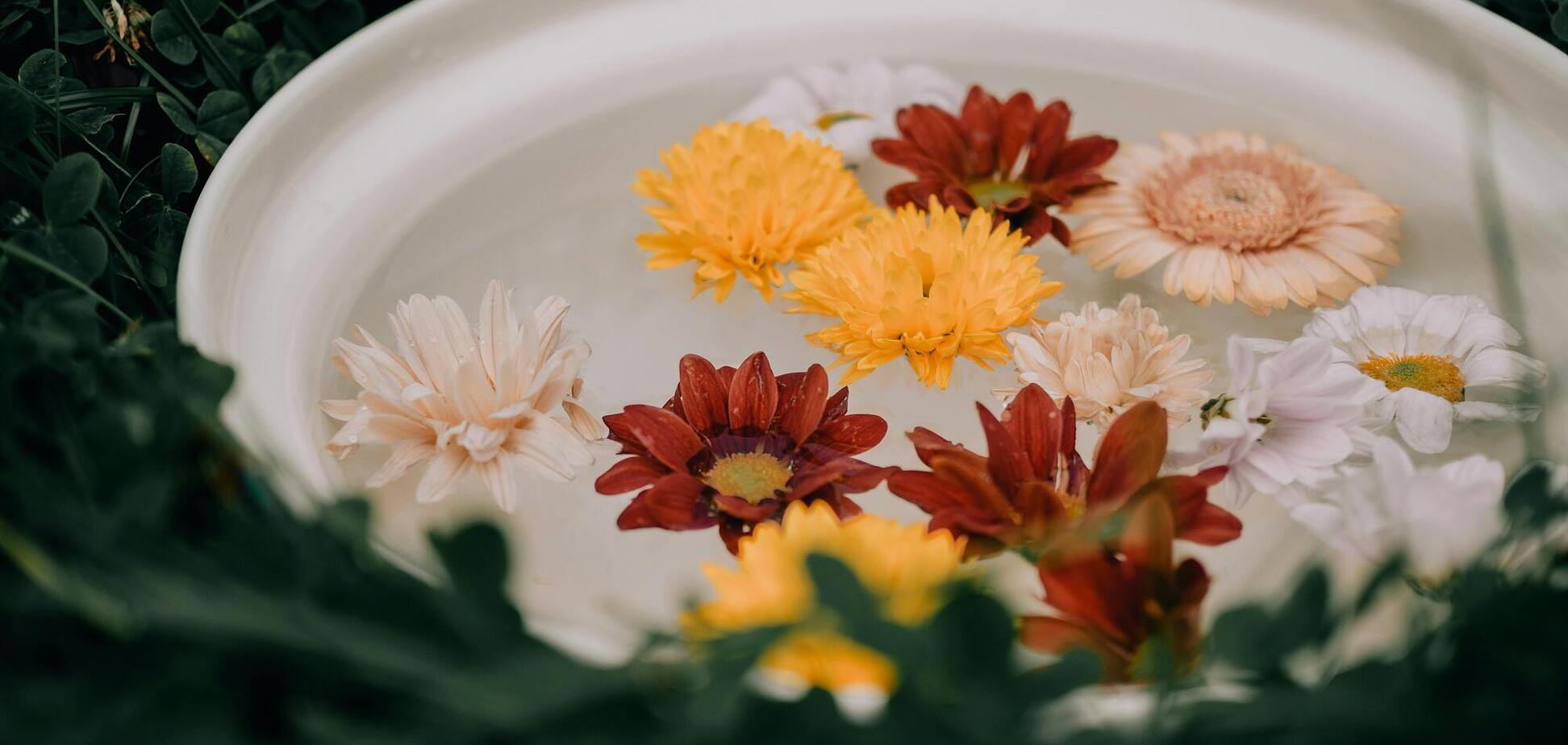 Садоводов призвали оставлять миски с водой в саду: в чем дело