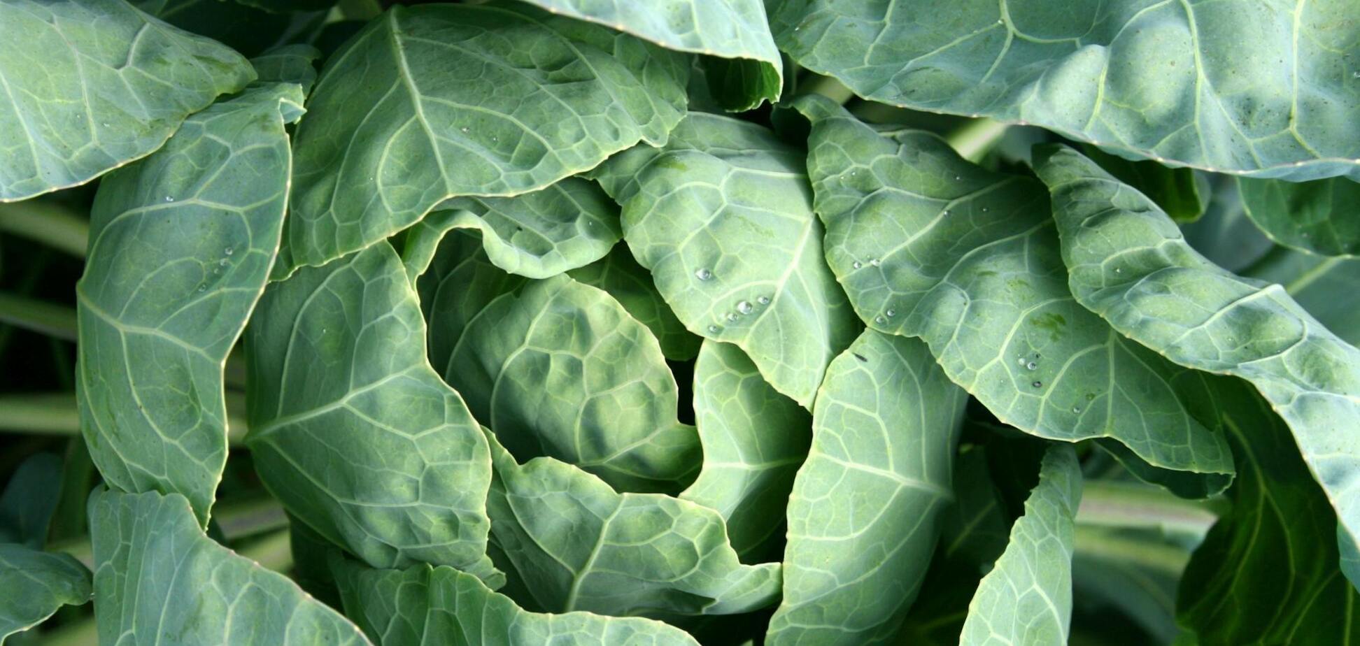 Як захистити капусту від шкідників на городі: дієві методи проти будь-яких паразитів