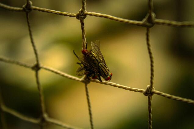Як позбутися набридливих мух у будинку: допоможуть два інгредієнти
