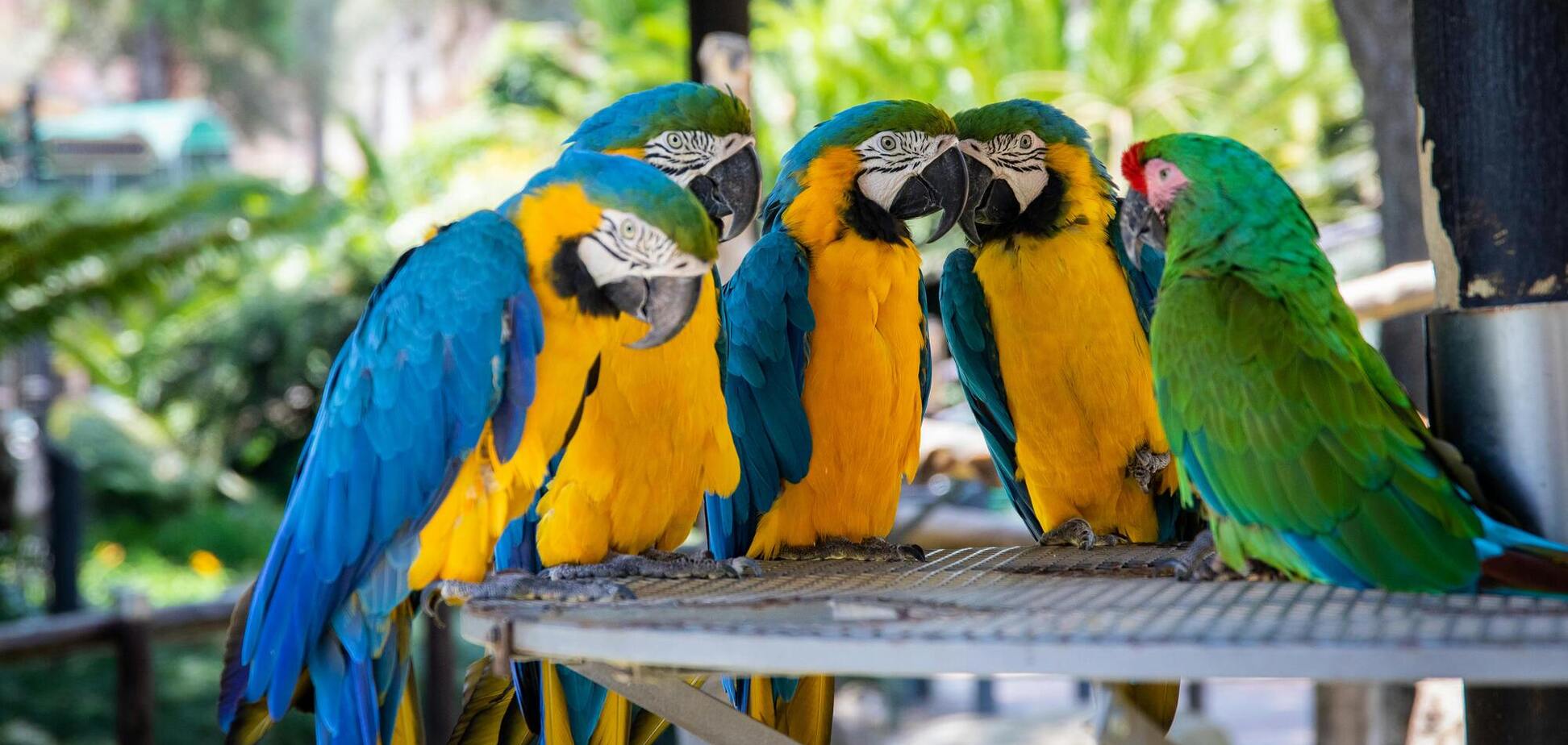 Чи розуміють папуги слова, які вимовляють: відповідь вчених