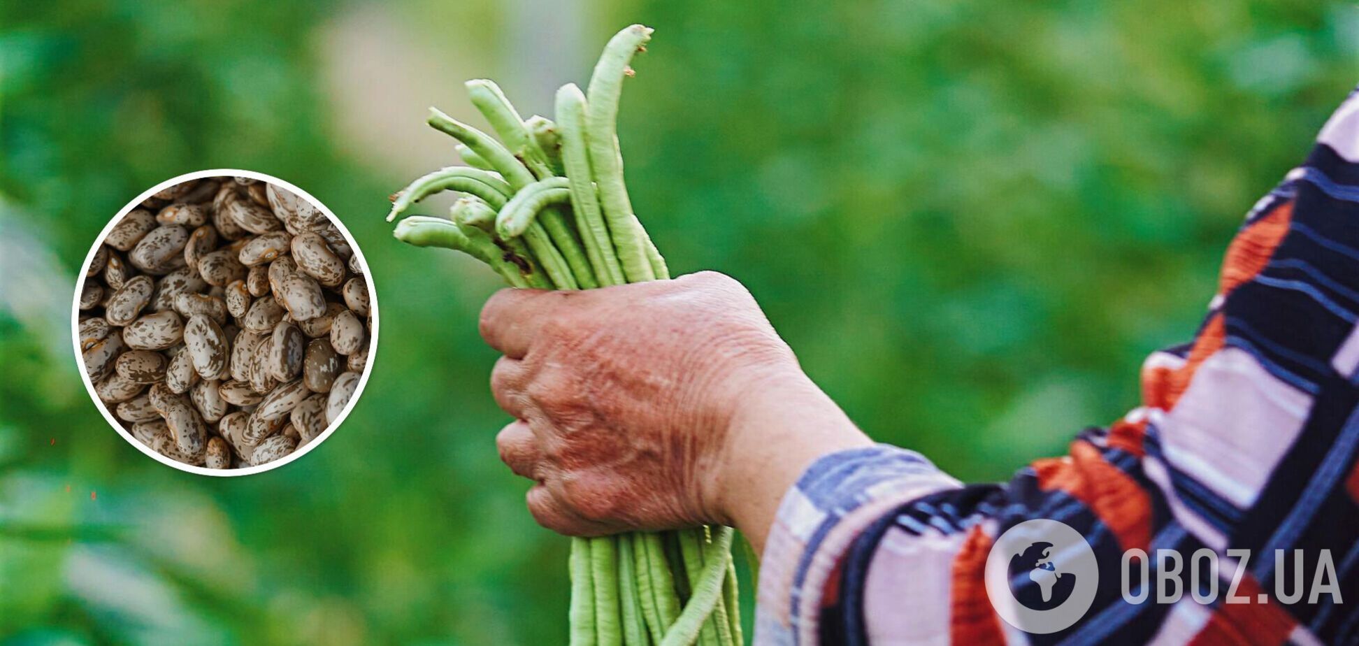 Урожай значно збільшиться: чим підживити квасолю у червні