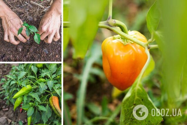 Коли перець висаджують у відкритий ґрунт: поради для гарного урожаю