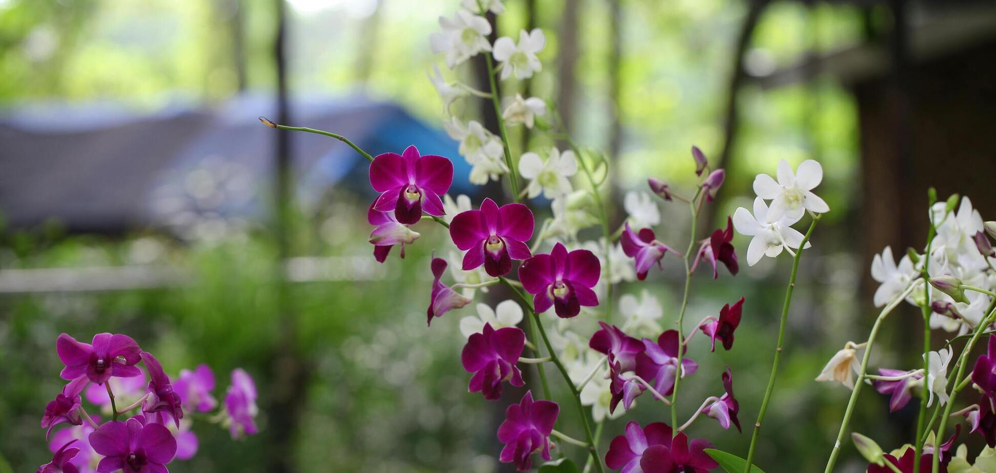 Что сделать, чтобы орхидеи быстро зацвели снова: советы от цветовода