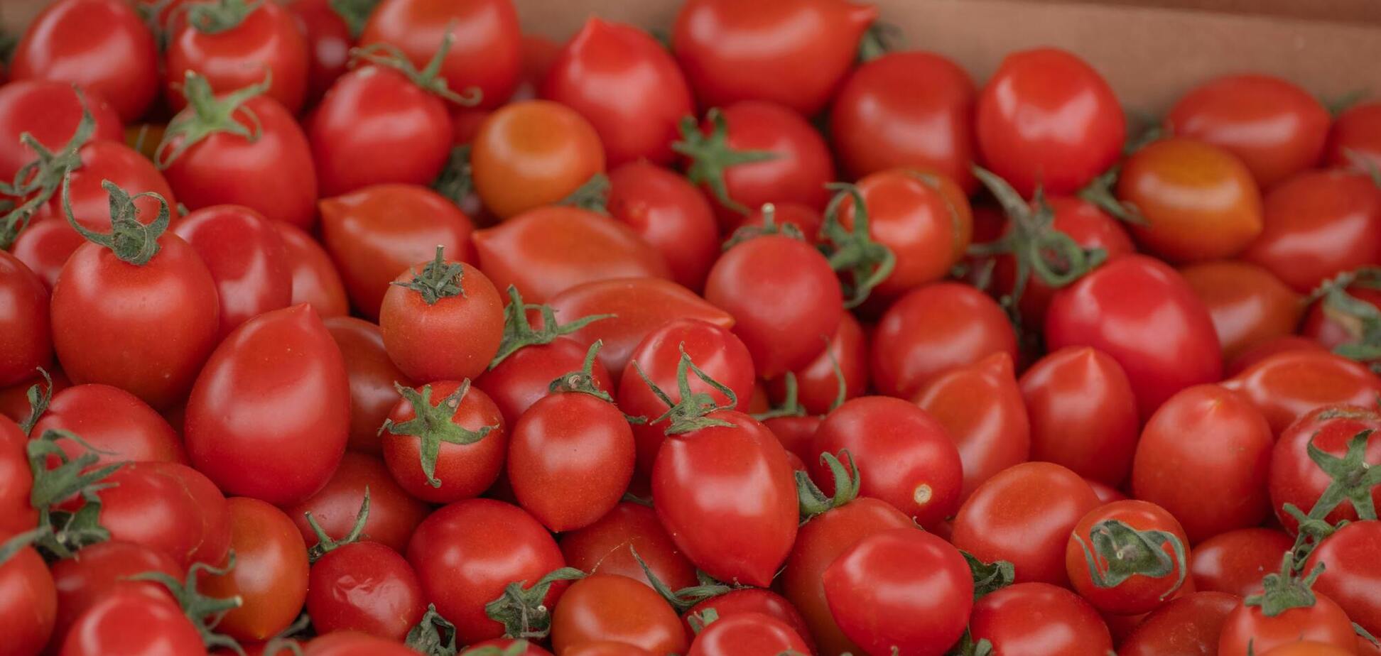 Як пришвидшити ріст помідорів: 5 простих кроків