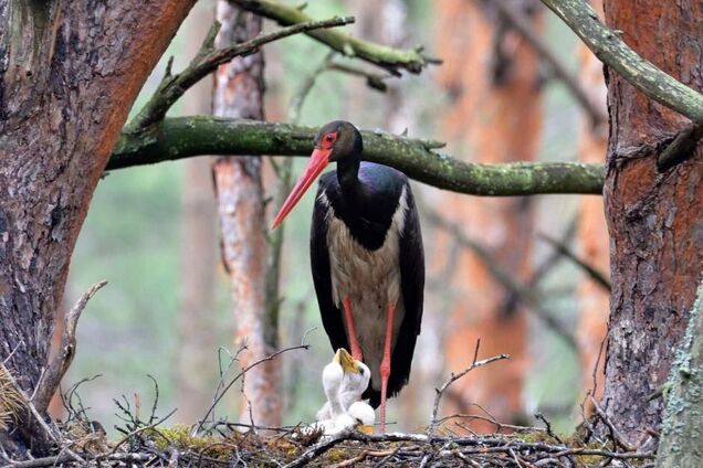 В Чернобыльской зоне поселилась птица, которая избегает людей и занесена в Красную книгу. Фото