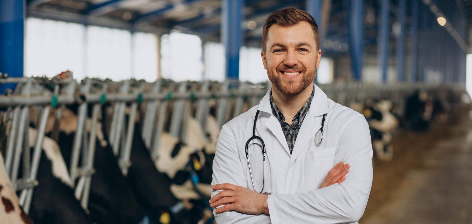 Иллюстрация - ветеринар стоит в стойле с коровами