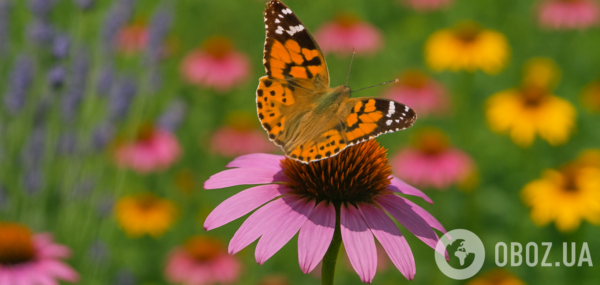 Магнит для бабочек: какие цветы стоит посадить на лето