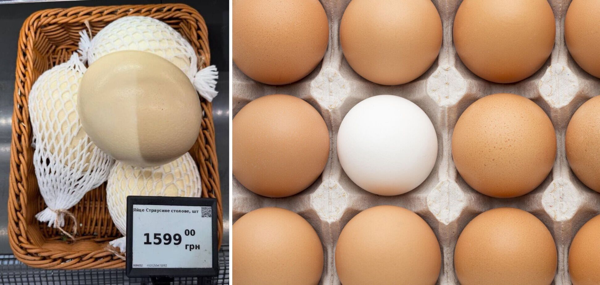 Яйцо страуса в продаже за 1599 грн