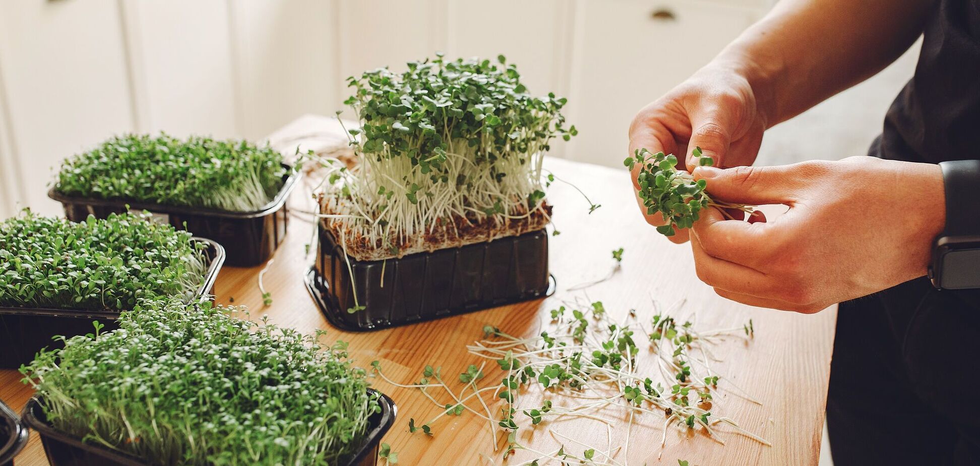 Польза микрозелени: 5 причин, почему она должна быть в вашем рационе