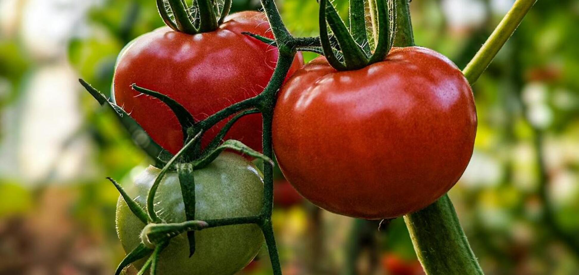 Чому тріскаються помідори: як цьому запобігти