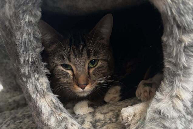 Редкое явление: в Канаде нашли кошку с шестью лапами. Фото