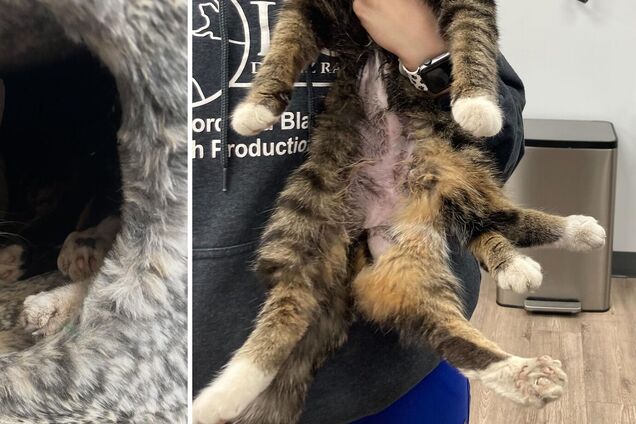 Редкое явление: в Канаде нашли кошку с шестью лапами. Фото