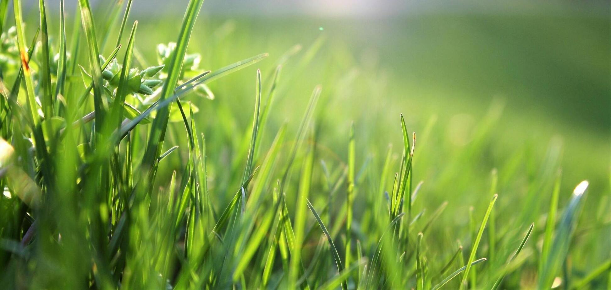 Що категорично заборонено робити з газоном у червні: інакше він пожовкне і втратить вигляд