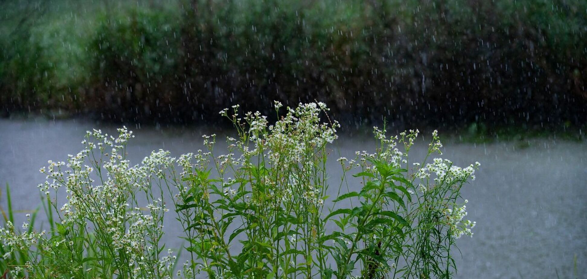 Лето в Украине начнется с умеренных дождей: синоптики дали прогноз погоды на 1 июня