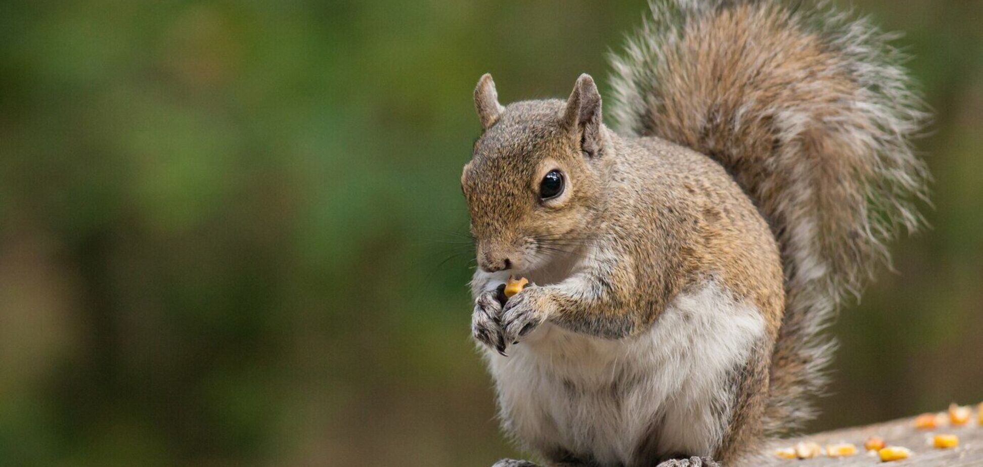 Як відлякати білок від свого саду: цікавий лайфхак