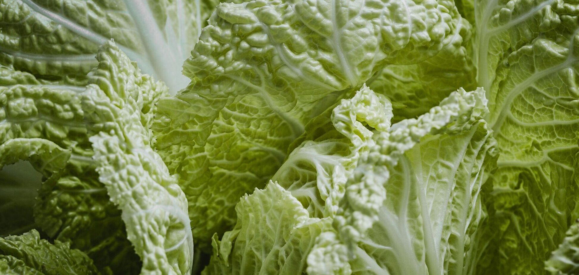 Як виростити пекінську капусту в себе на городі та чи варто садити її поряд з огірками