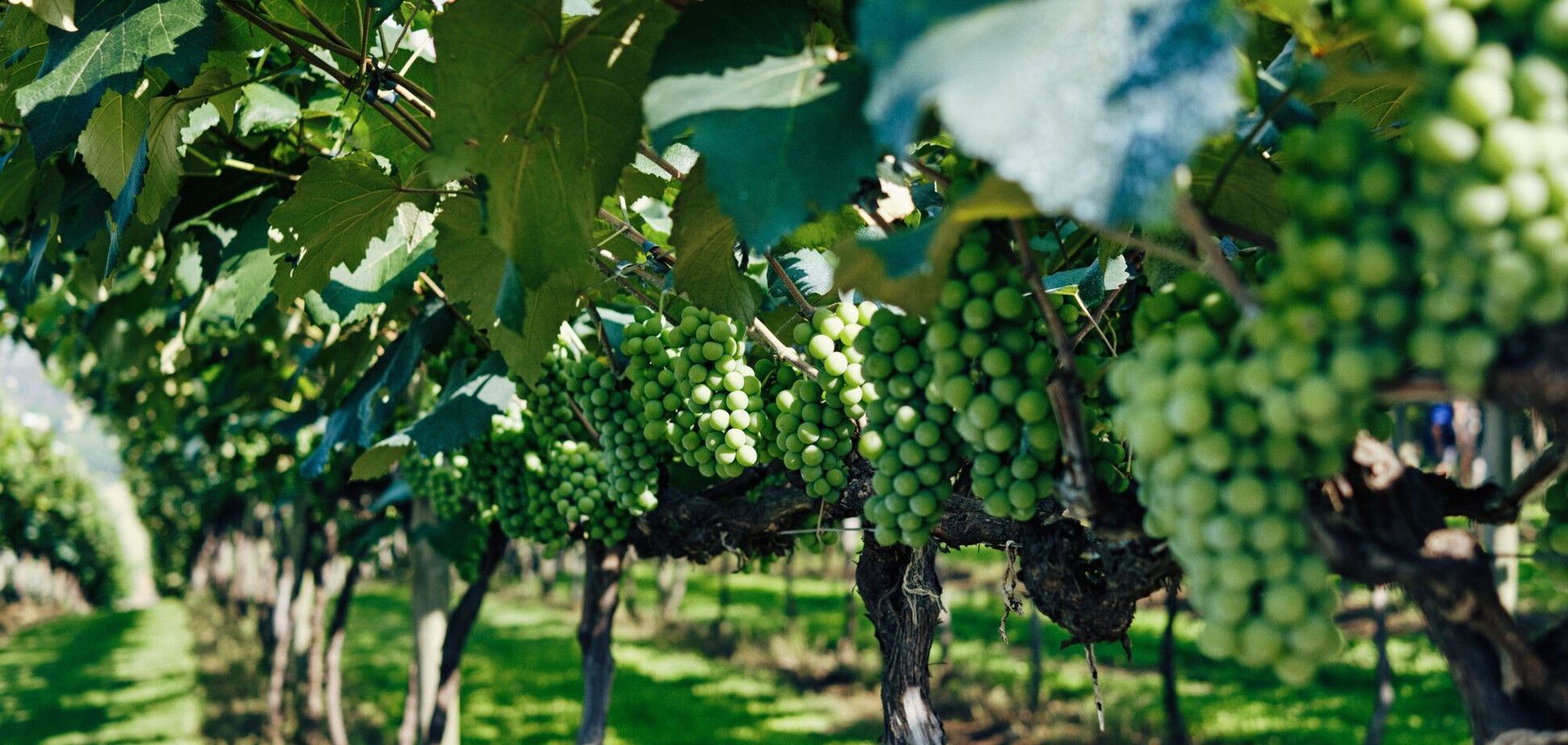 Чим підживити виноград весною: секрети обробки для кращого урожаю