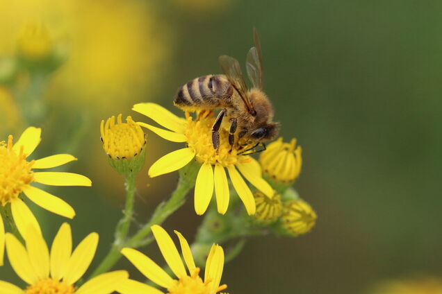 Почему шмели чаще выбирают желтые цветы: ученые нашли разгадку