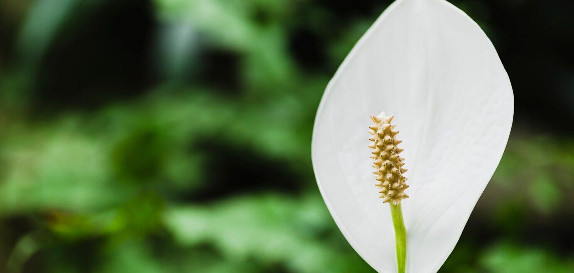 Як правильно поливати спатіфілум, щоб він гарно цвів і мав яскраве листя