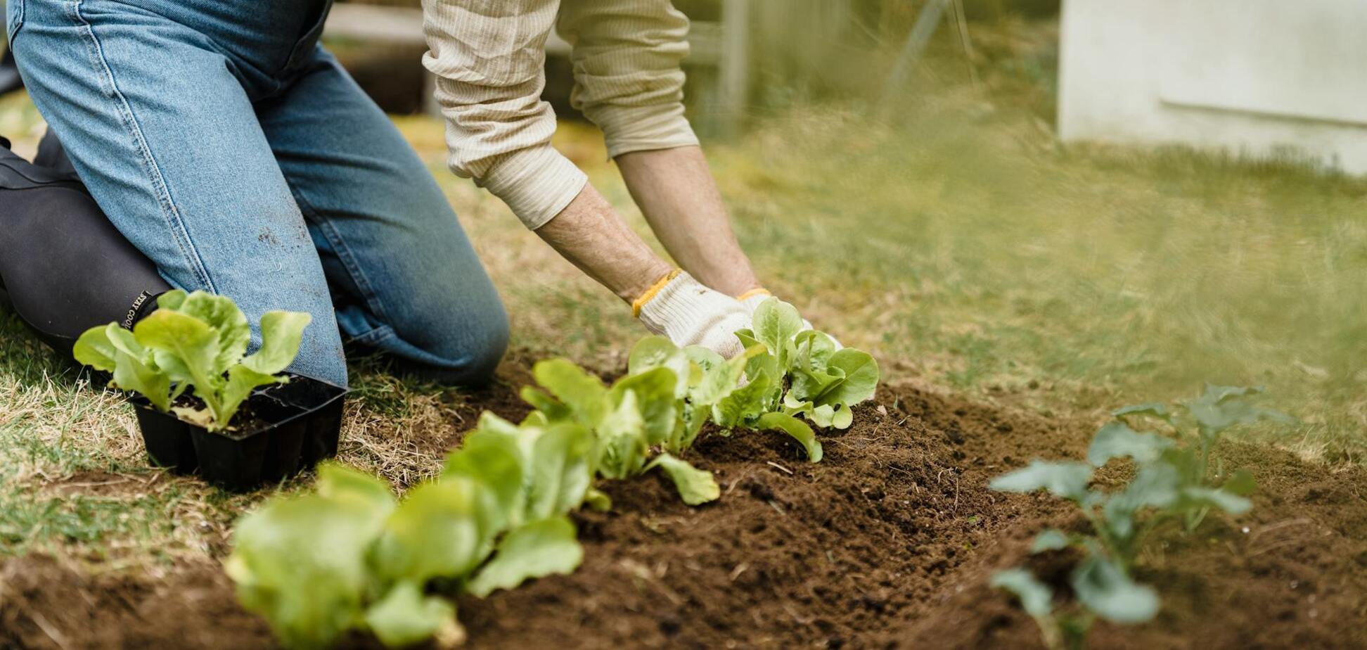Что сажают в мае, чтобы вовремя получить урожай: список
