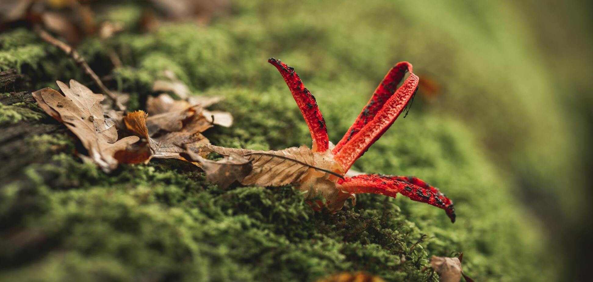 Смертельный грибок может распространиться по всему миру: ученые сделали предупреждение