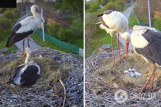 Аисты Грицик и Одарка стали родителями трех птенцов: как самец демонстрировал радость. Видео