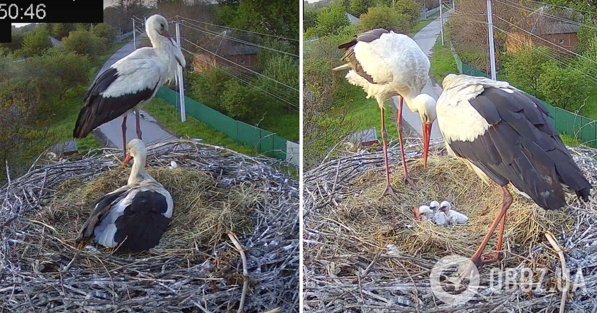 Лелеки Грицик і Одарка стали батьками трьох пташенят: як самець демонстрував радість. Відео