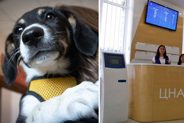 Замість собаки можна показати його фото: як змінились правила реєстрації домашніх тварин у ЦНАПах і які штрафи загрожують