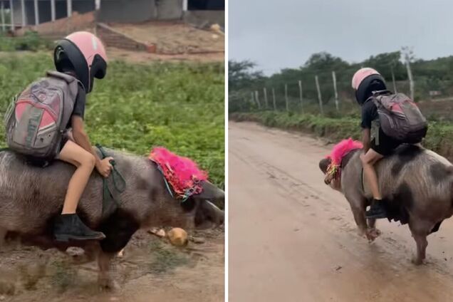 Відео, як 9-річний хлопчик дістається до школи на свині, стало вірусним