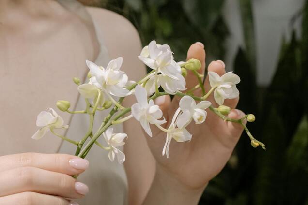 Орхидеи будут цвести годами: простой трюк от эксперта