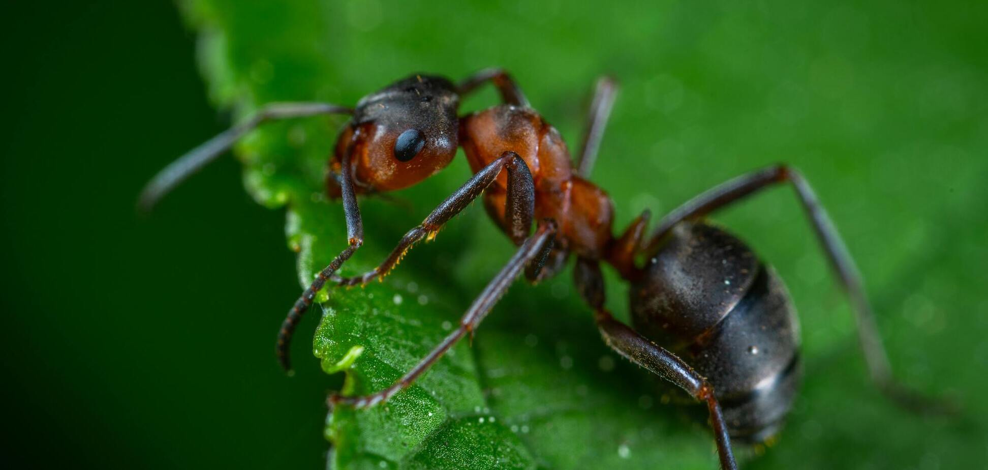 Як позбутися мурах у саду та будинку: простий природний спосіб