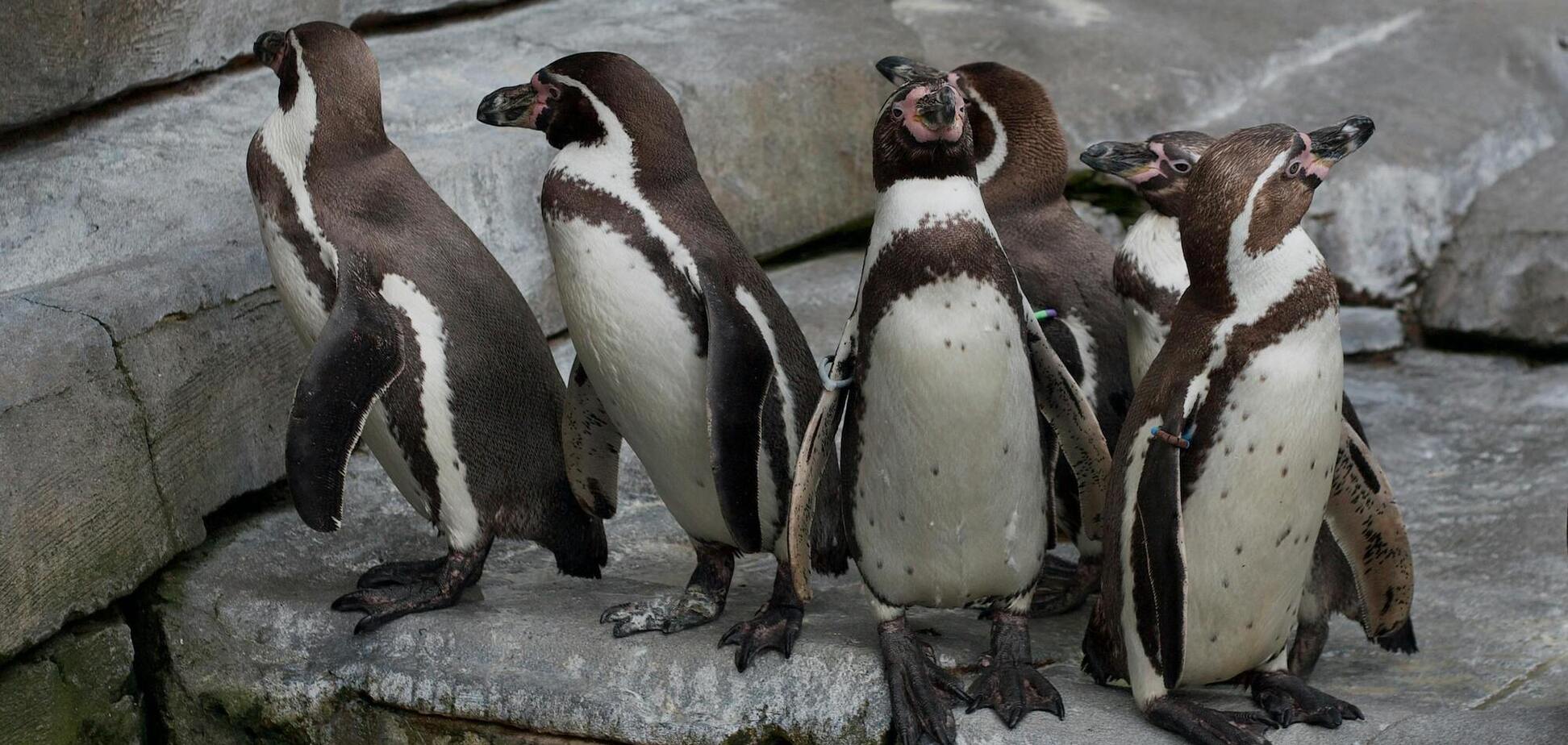 В Антарктиді скорочується популяція імператорських пінгвінів: учені назвали причину