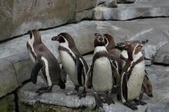 В Антарктиде сокращается популяция императорских пингвинов: ученые назвали причину