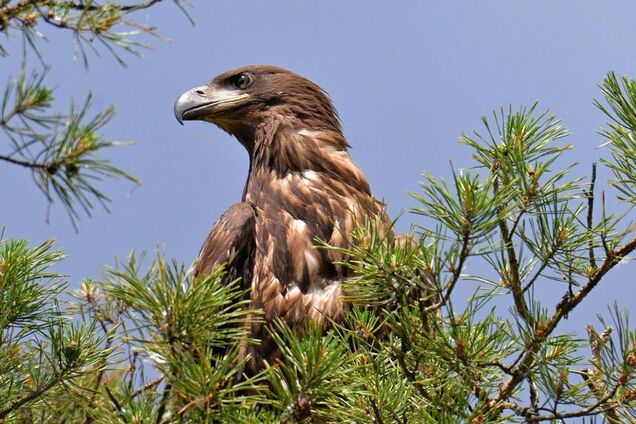 В Чернобыльской зоне заметили птенца редкого орлана-белохвоста. Подробности и фото
