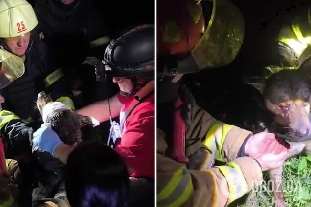 'Давай, пей': в Харькове спасатели помогли собачке, раненой в результате российского удара. Видео