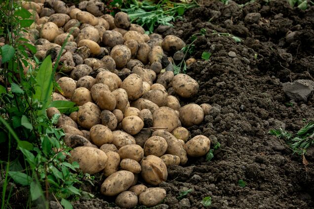 Не все делают правильно: сколько раз надо окучивать картофель