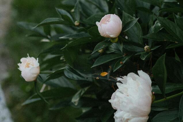 Надо ли обрезать бутоны пионов после цветения: советы для сада