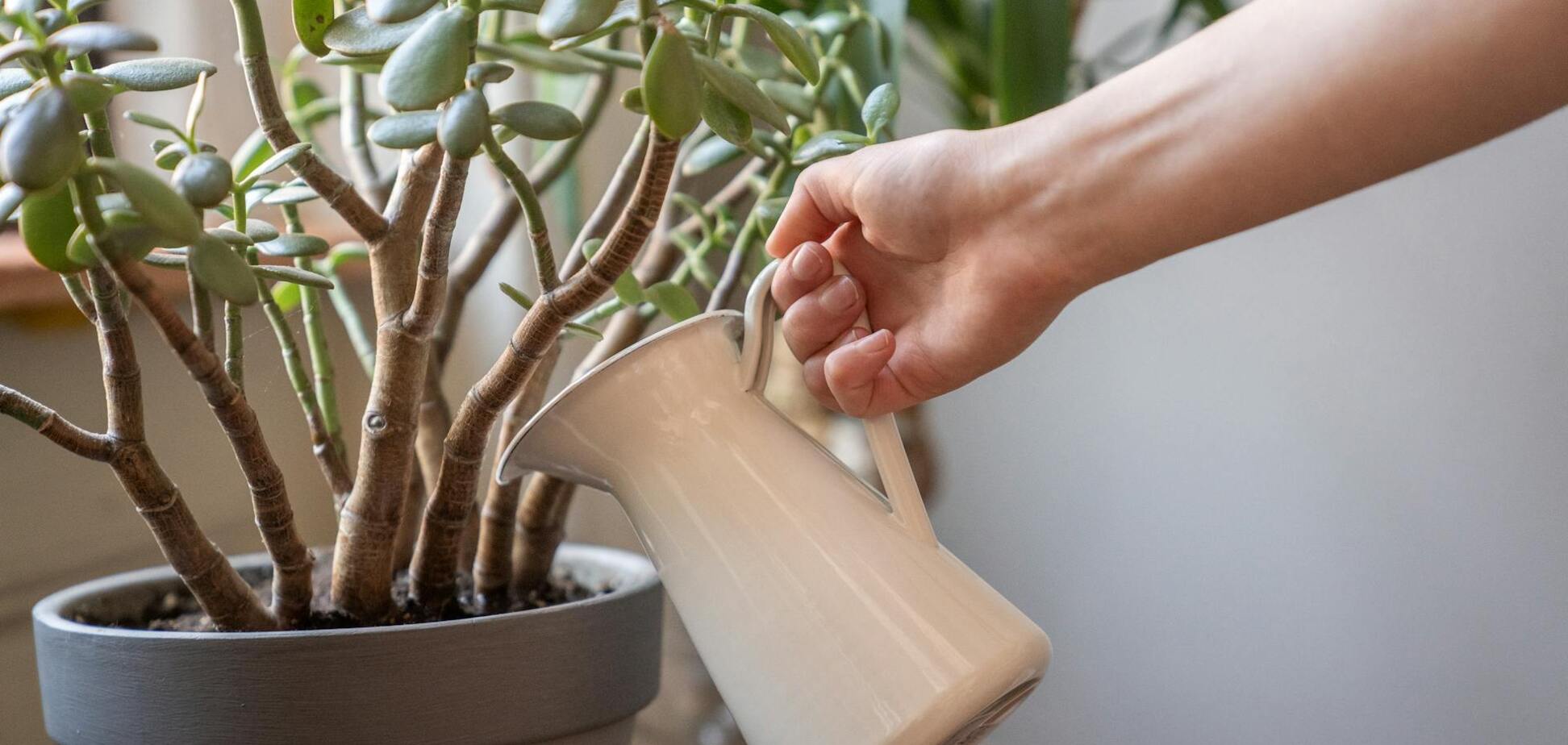 Комнатные растения, которые растут и без ухода: топ засухоустойчивых цветов