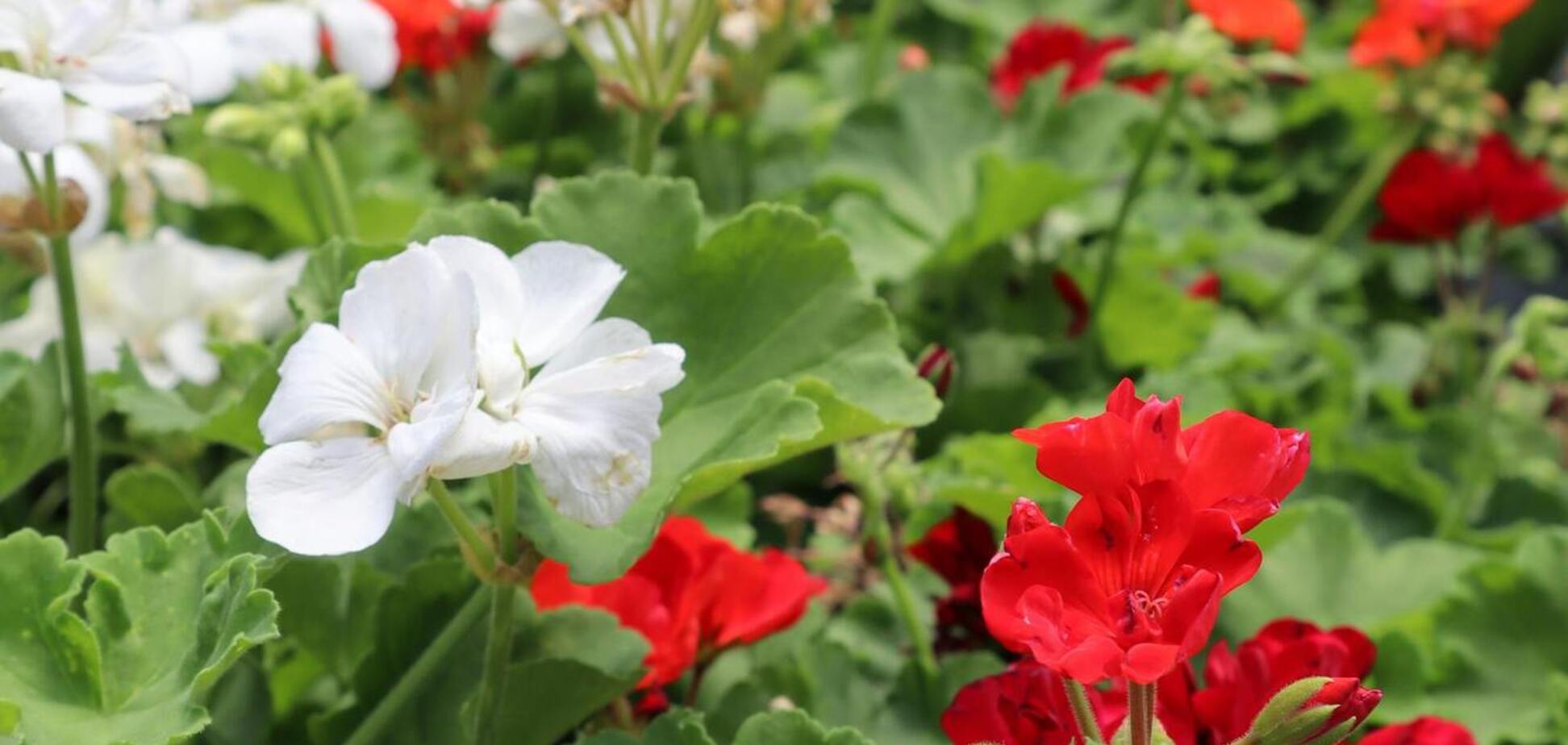 Герань будет покрыта цветами: чем подкормить