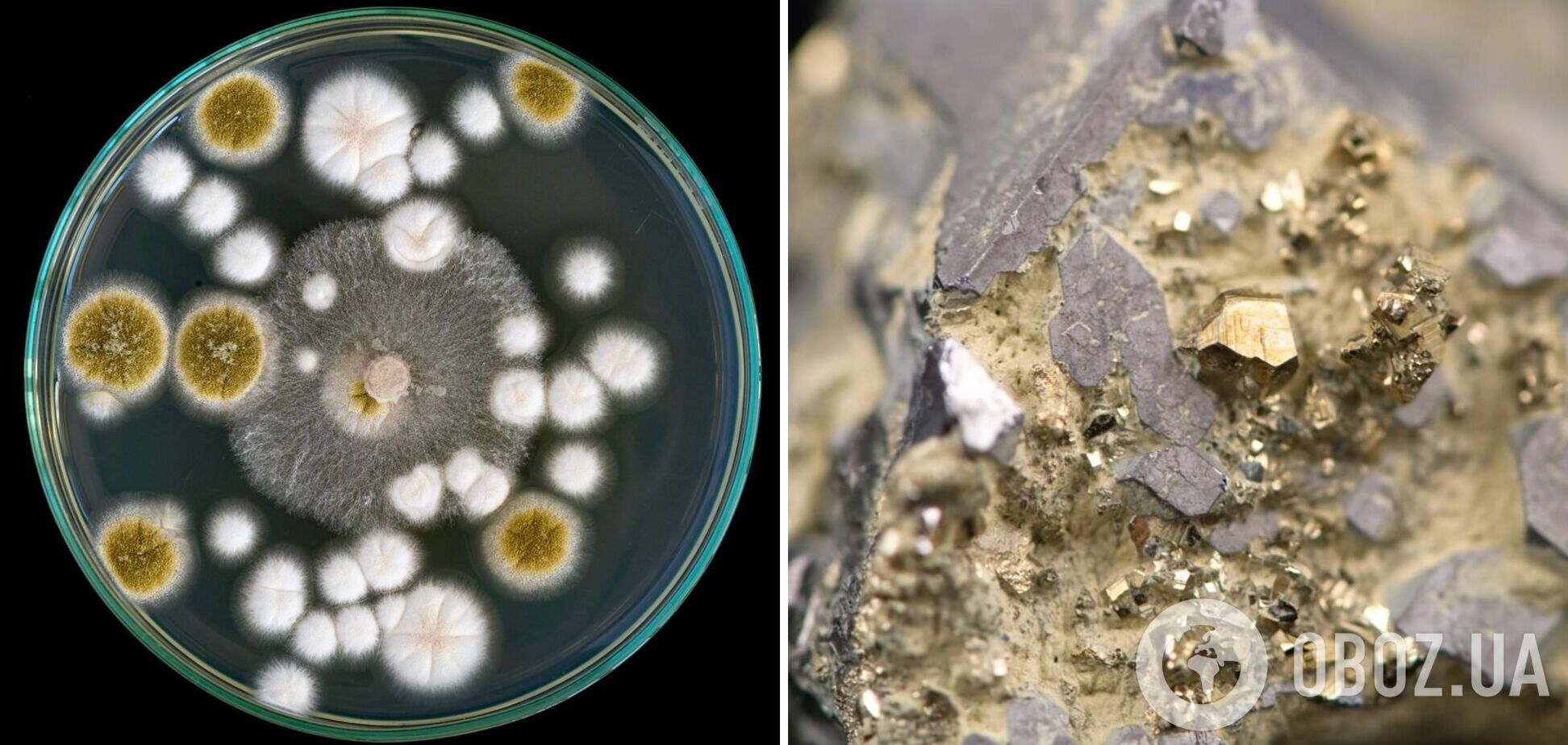 В Австралии обнаружили грибы, которые могут питаться золотом: в чем уникальность открытия