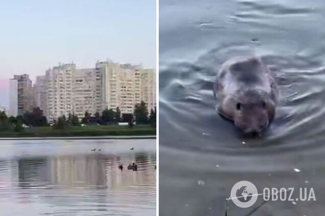 В столичном озере заметили бобра: экологи говорят, что это хороший знак. Видео