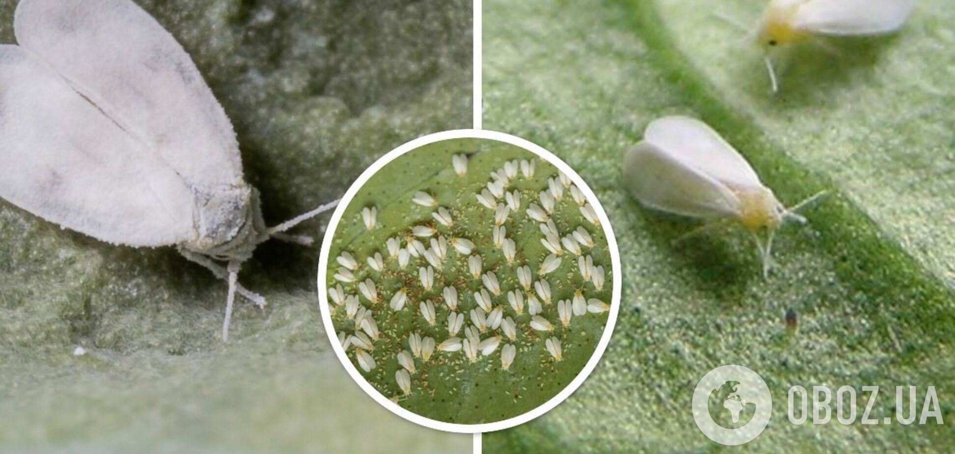 Как избавиться от белокрылки на огороде: действенные народные способы