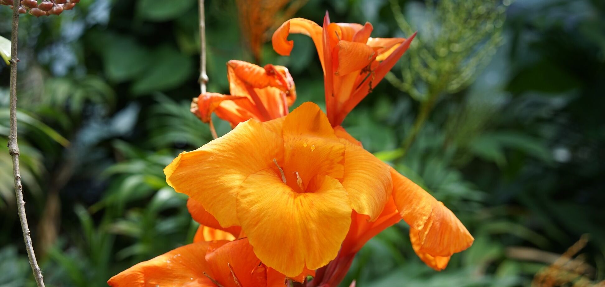 Как создать живую фотозону в своем саду: самое удачное вьющееся растение