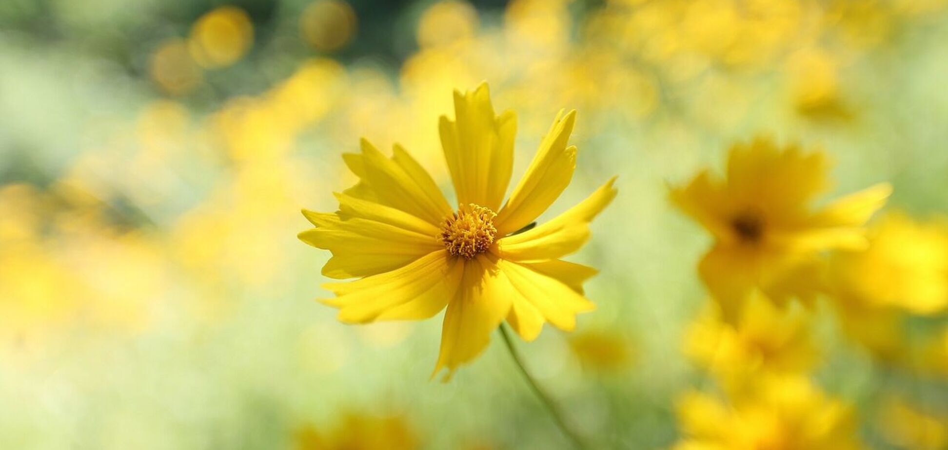 Жара ослабнет, но не везде: синоптик уточнила прогноз на пятницу в Украине. Карта